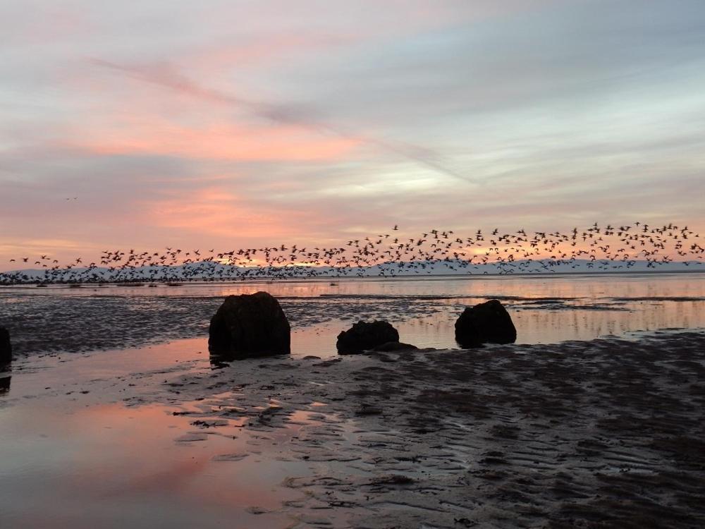 Shelduck Cottage Mainsriddle Екстер'єр фото