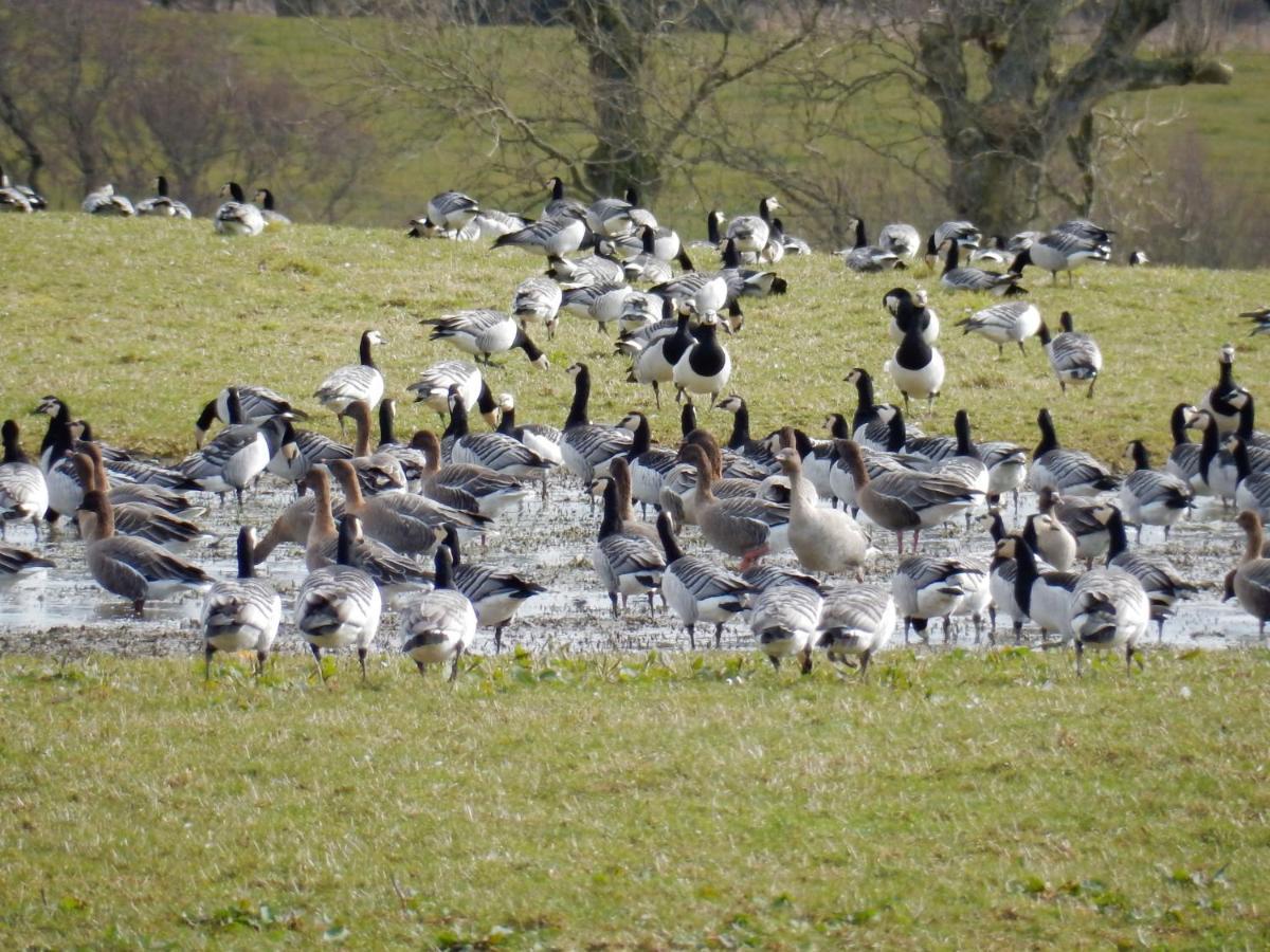 Shelduck Cottage Mainsriddle Екстер'єр фото