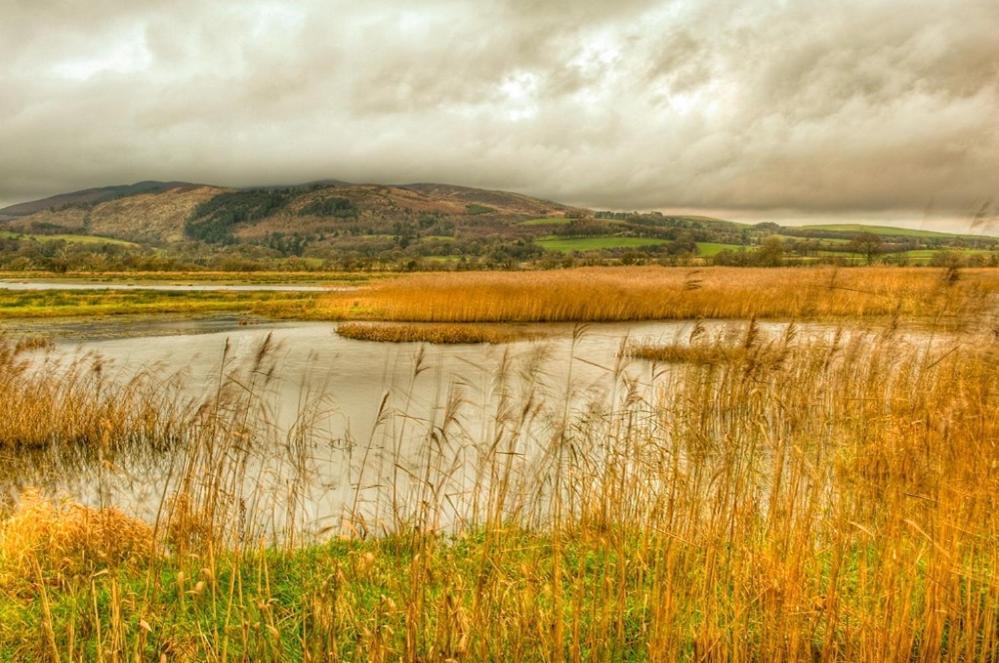Shelduck Cottage Mainsriddle Екстер'єр фото